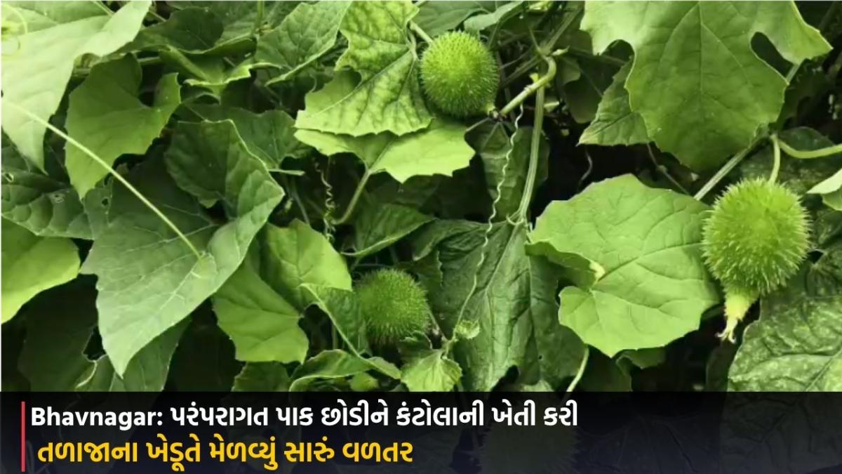 Bhavnagar: પરંપરાગત પાક છોડીને કંટોલાની ખેતી કરી, તળાજાના ખેડૂતે મેળવ્યું સારું વળતર